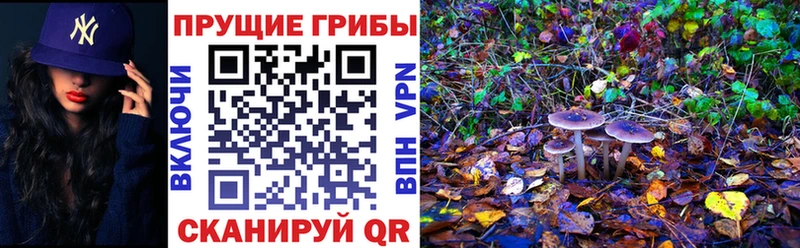 Галлюциногенные грибы Cubensis Майский